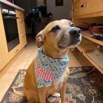 It's My Pawty Bandana