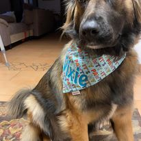 It's My Pawty Bandana