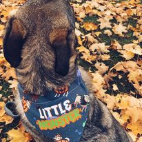 Spooky Pup Bandana