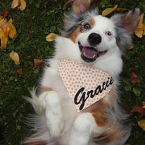 Candy Corn Bandana