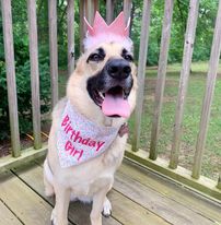 Birthday Girl Bandana