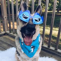 Shark Bandana