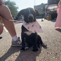 Rainbow Bandana