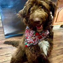 OSU Football Bandana