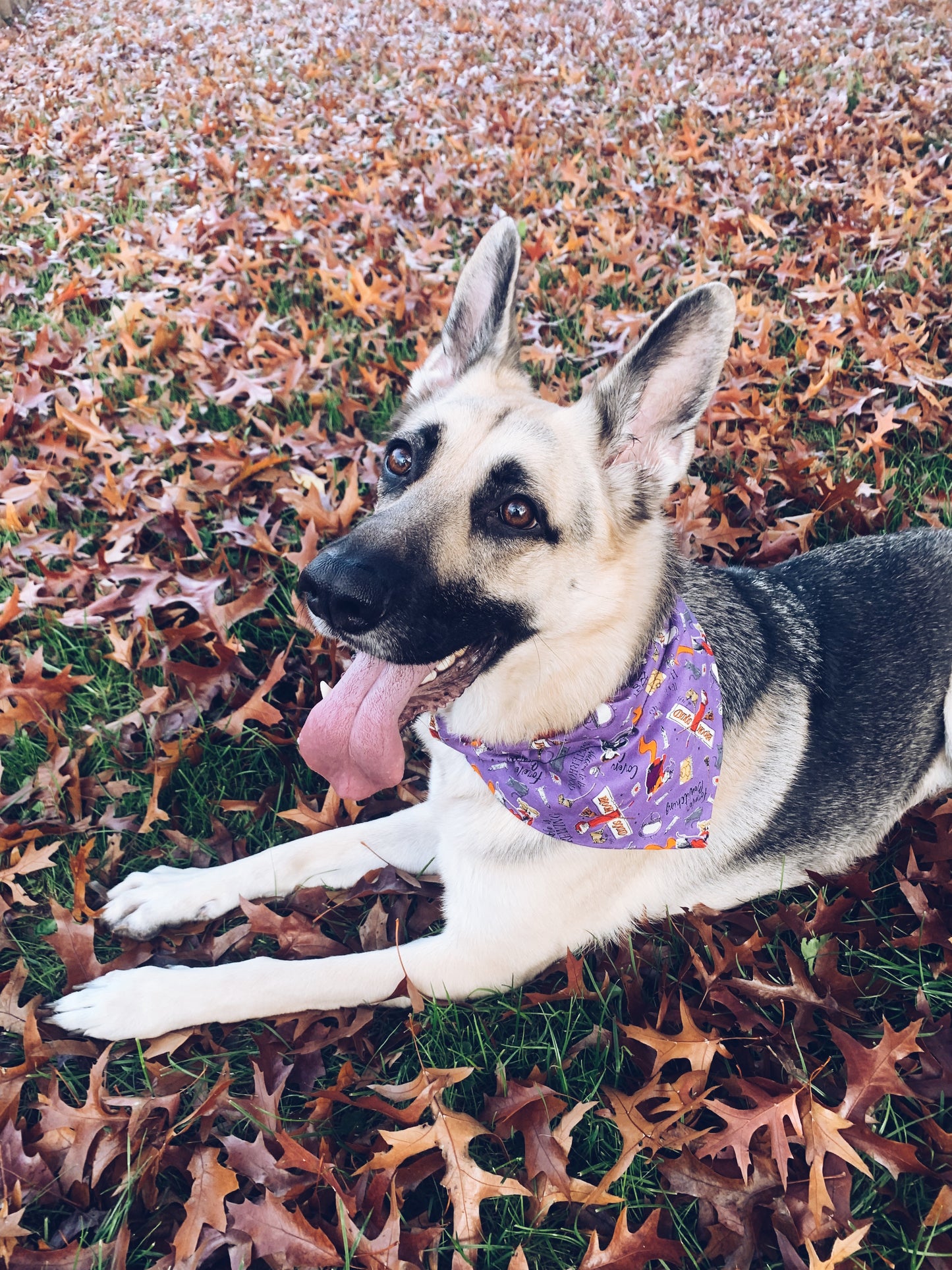 Hocus Pocus Bandana