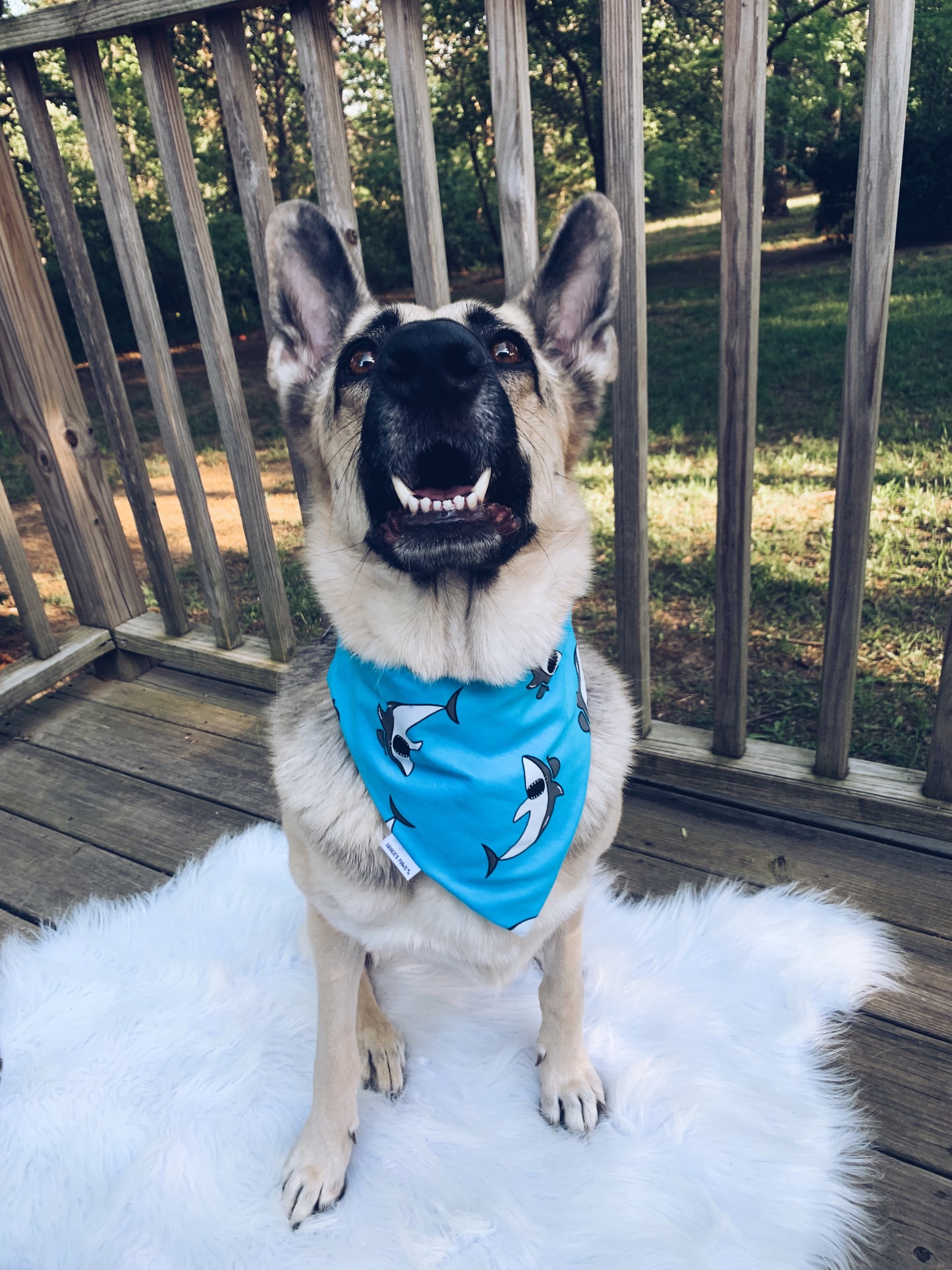 Shark Bandana