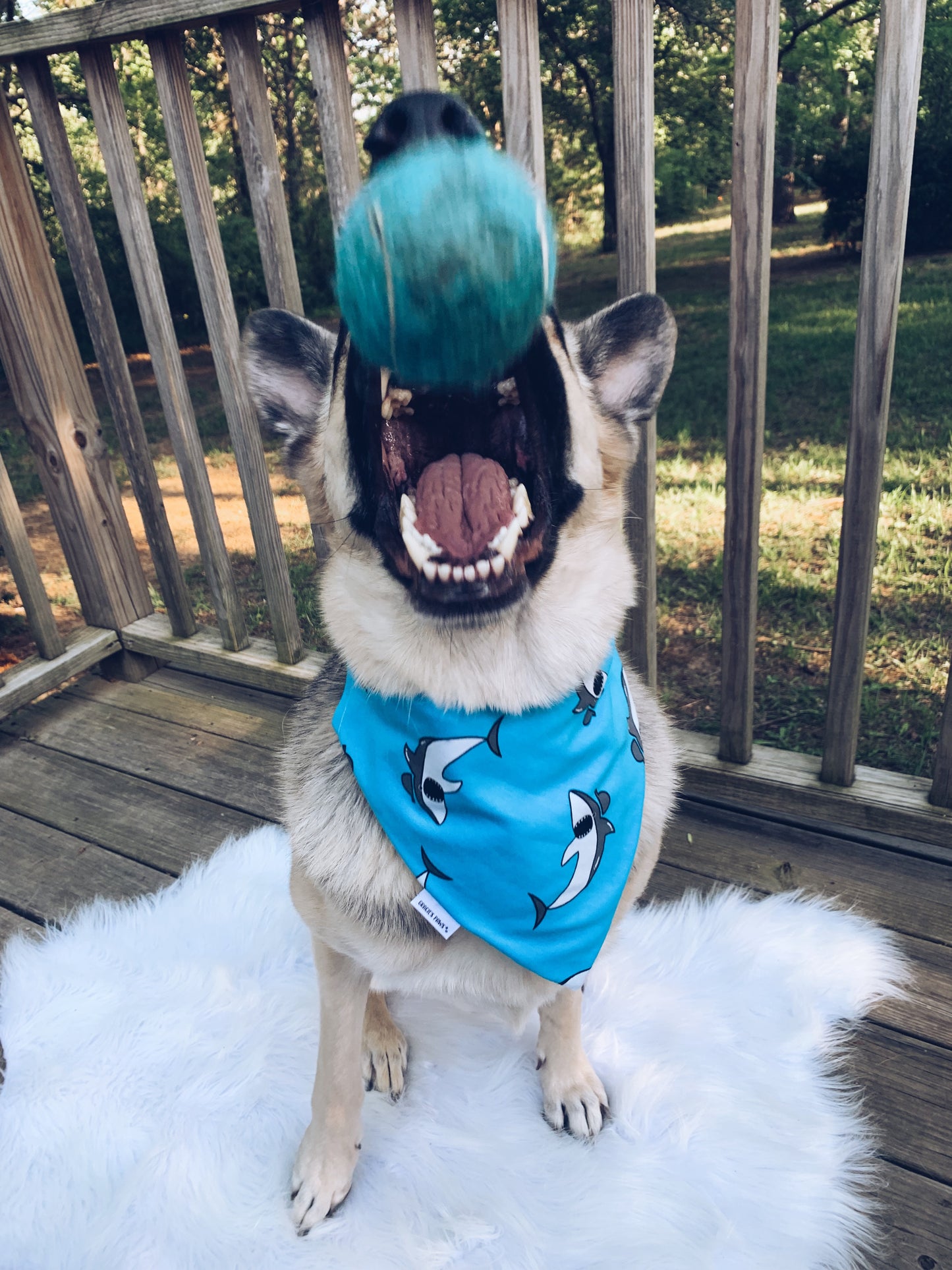Shark Bandana
