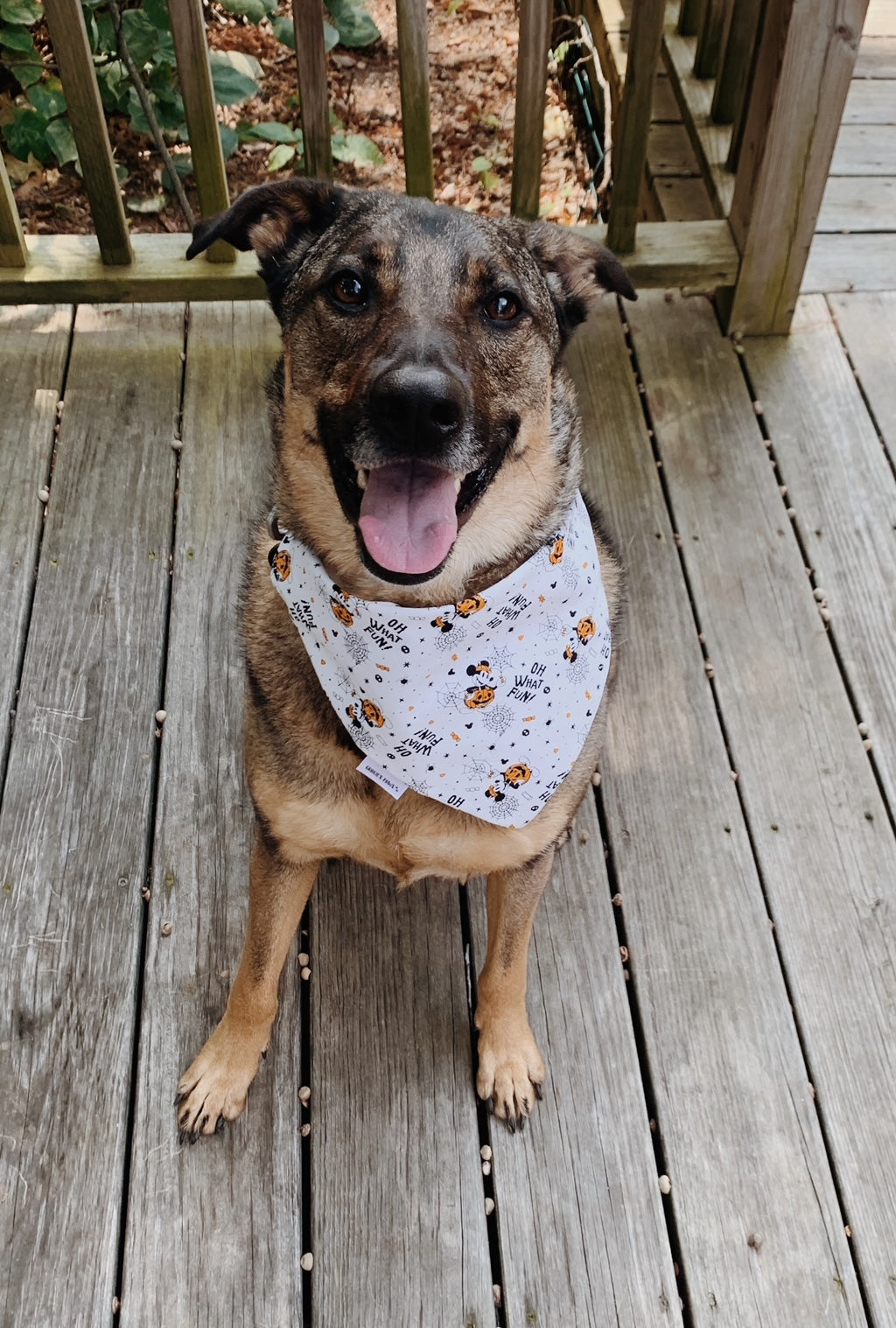 Fun Mouse & Pumpkin Bandana